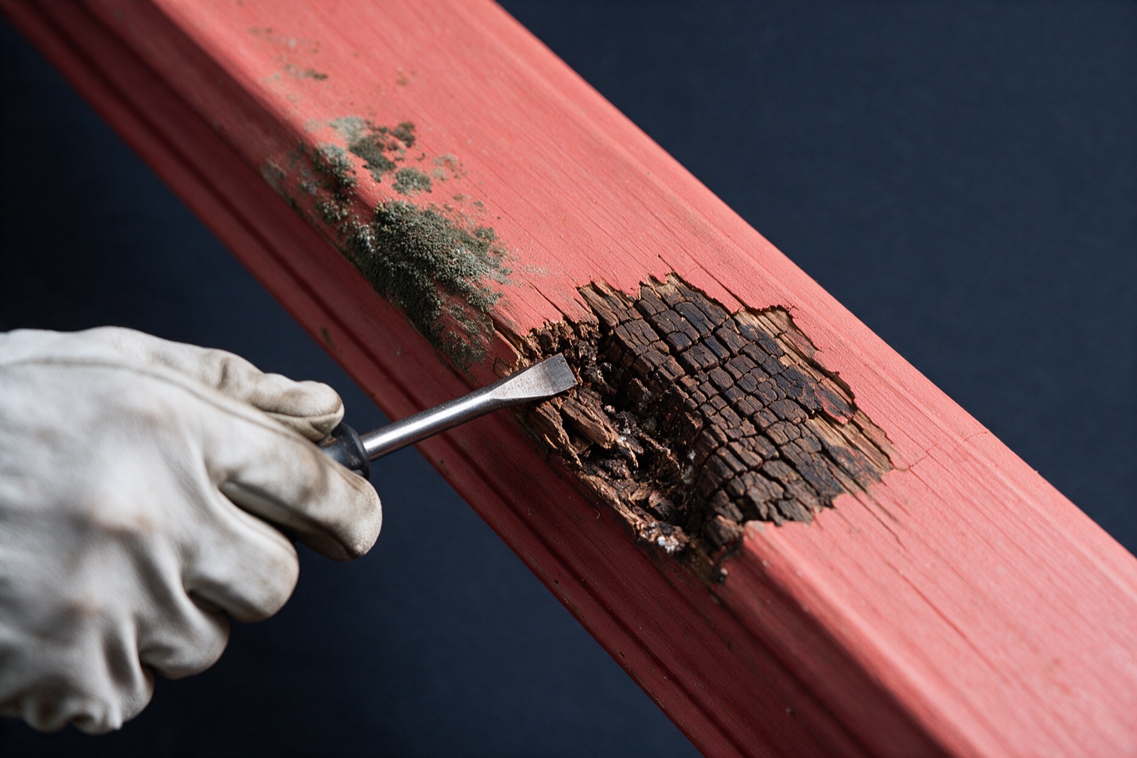 Wood Rot vs. Mold: How to Tell Them Apart. Wood Rot Repair Vancouver, BC. Stop the rot co.